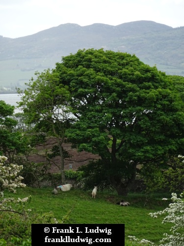 Culleenamore, County Sligo